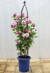 バラ苗シャンテロゼミサト